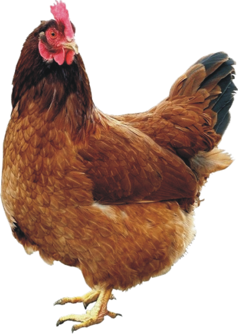 chicken